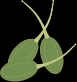 Capers